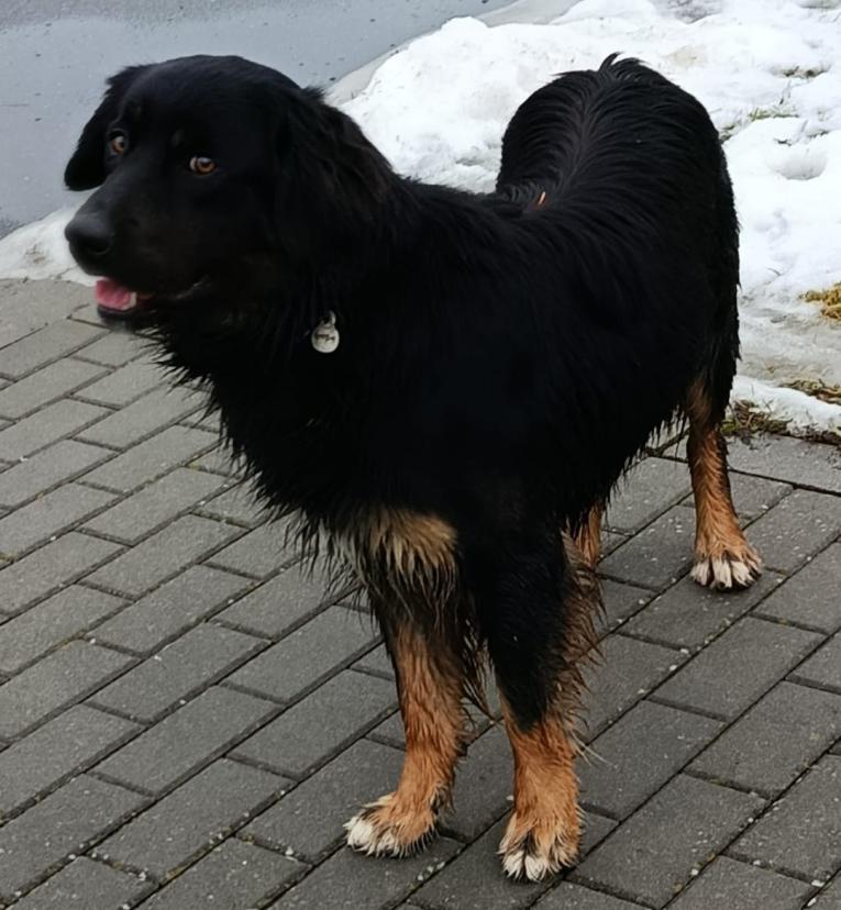 Ztracený pes 26.01.26